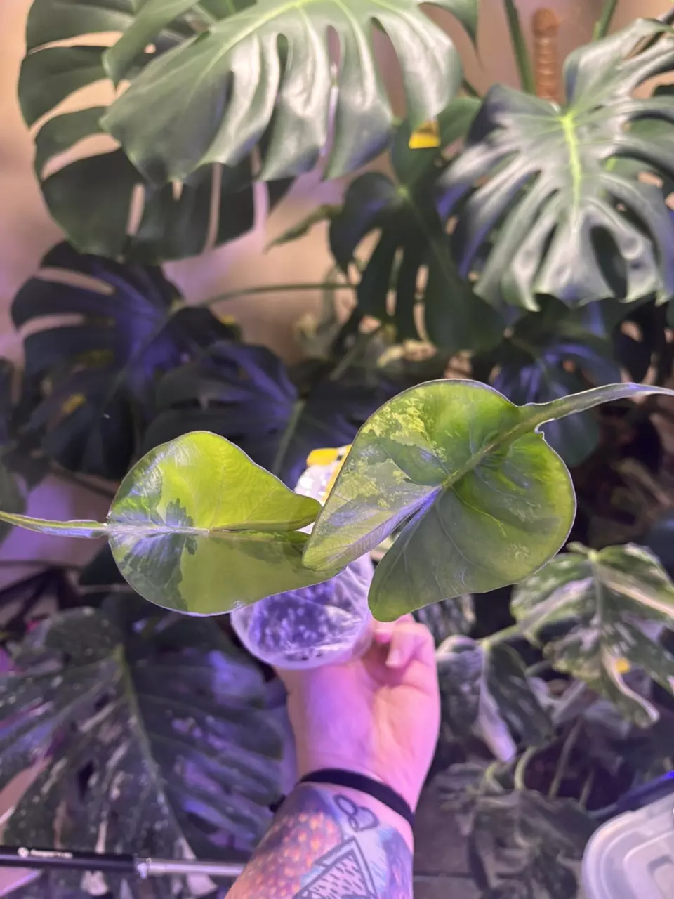 Stingray aurea- corm grown thumbnail