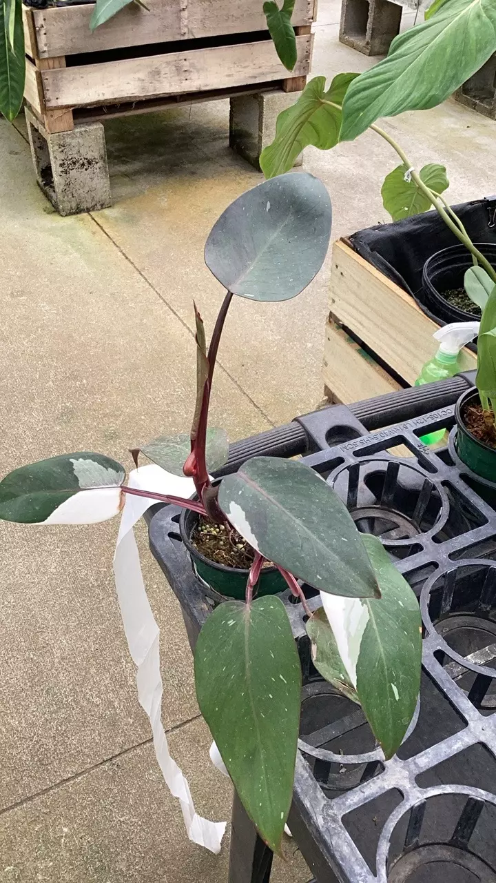 D446 Philodendron Red Anderson (Pink Princess x White Knight) thumbnail