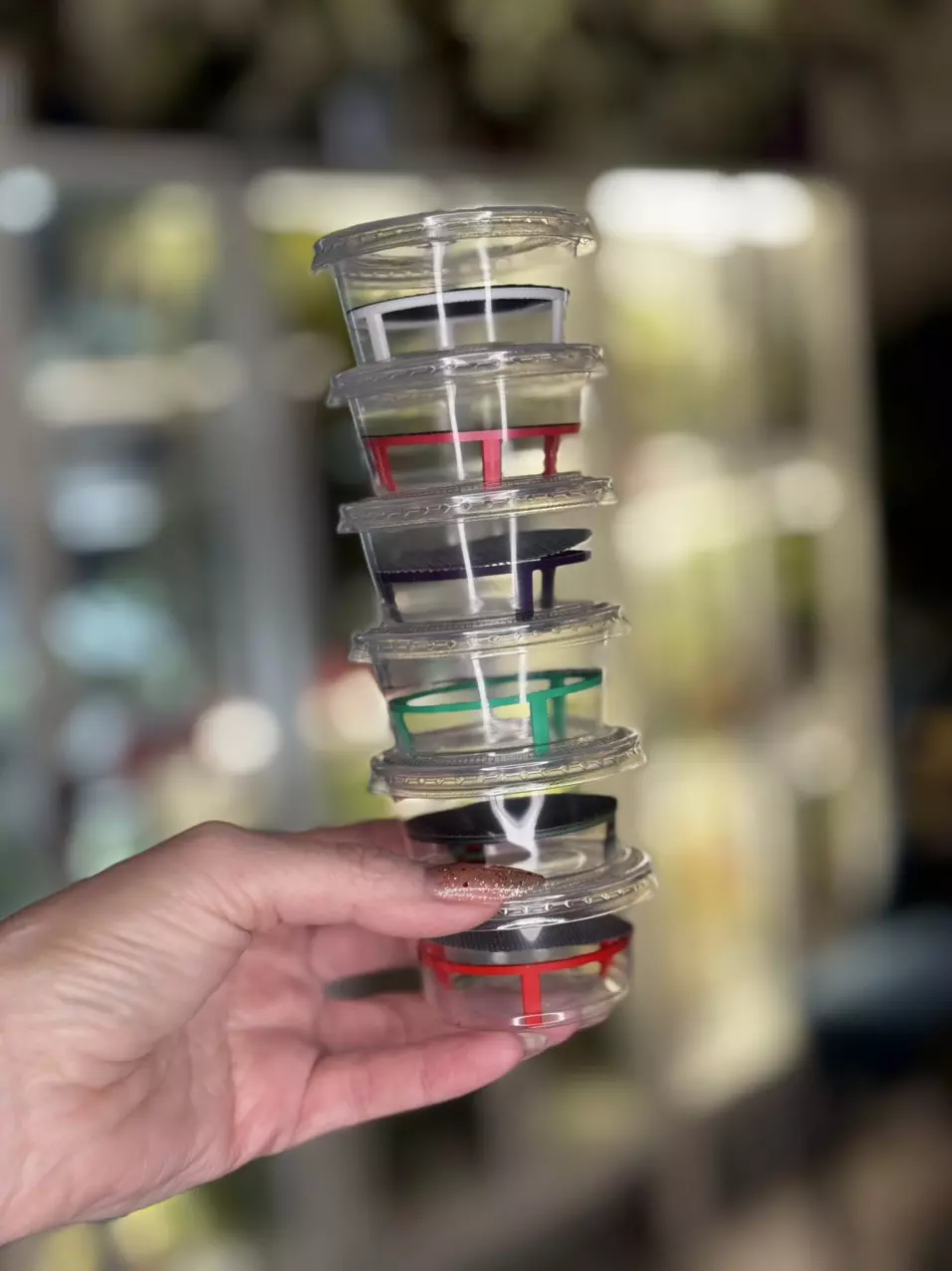 6 Alocasia Corm PUDDLE PADS™️  thumbnail