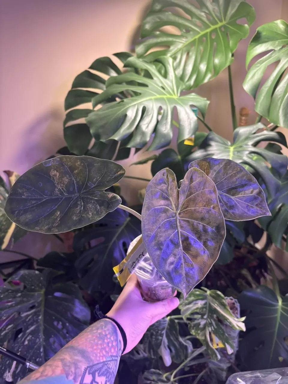 Wentii Aurea (large) thumbnail