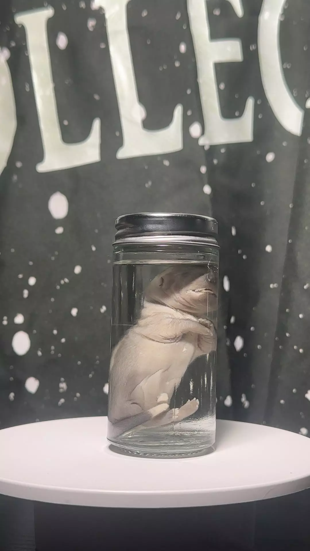 Ethically Sourced fetal Skunk Wet Specimen thumbnail