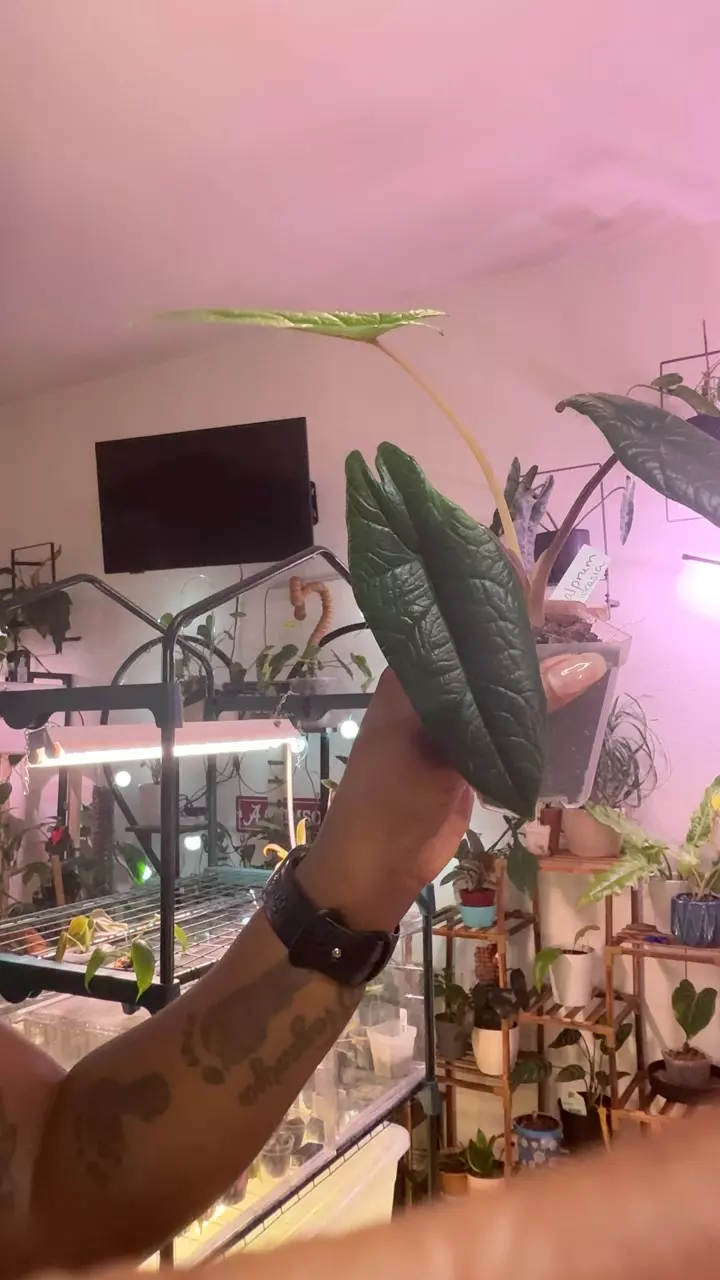 Scalprum Alo thumbnail