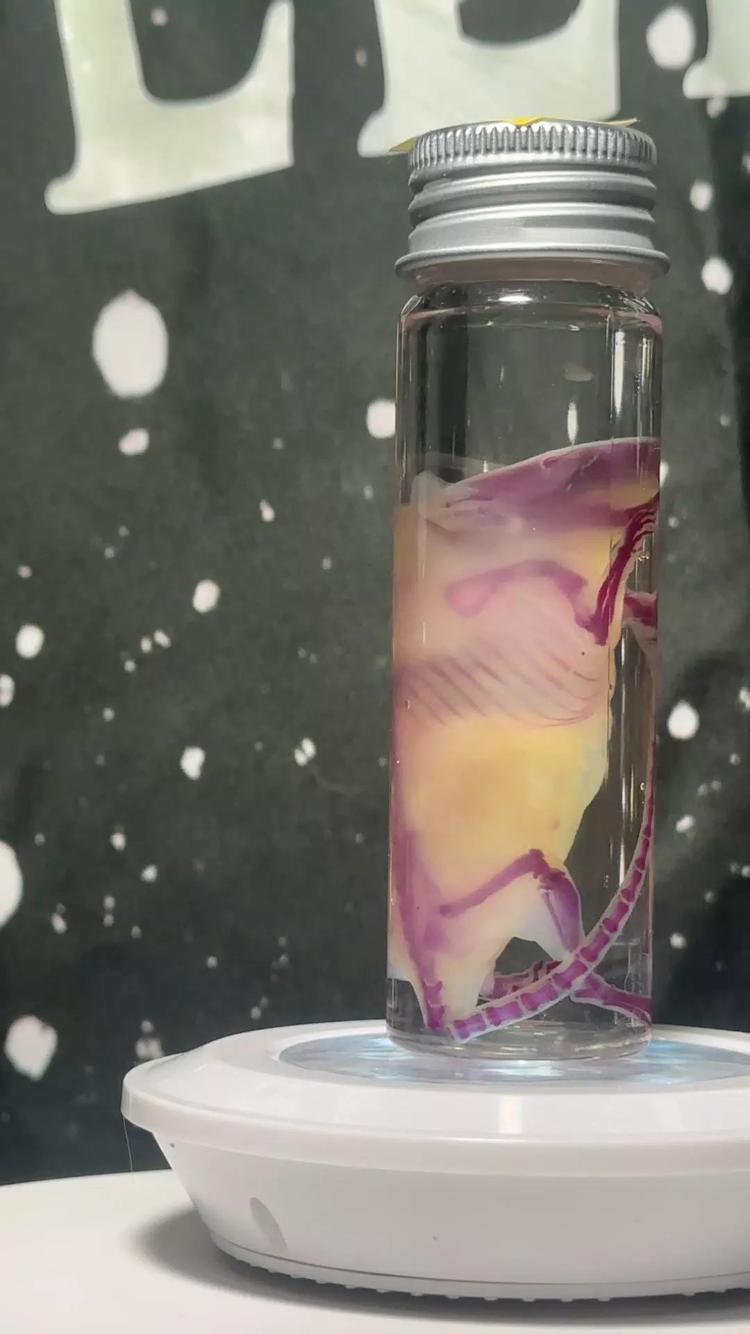 adult Diaphonized mouse thumbnail