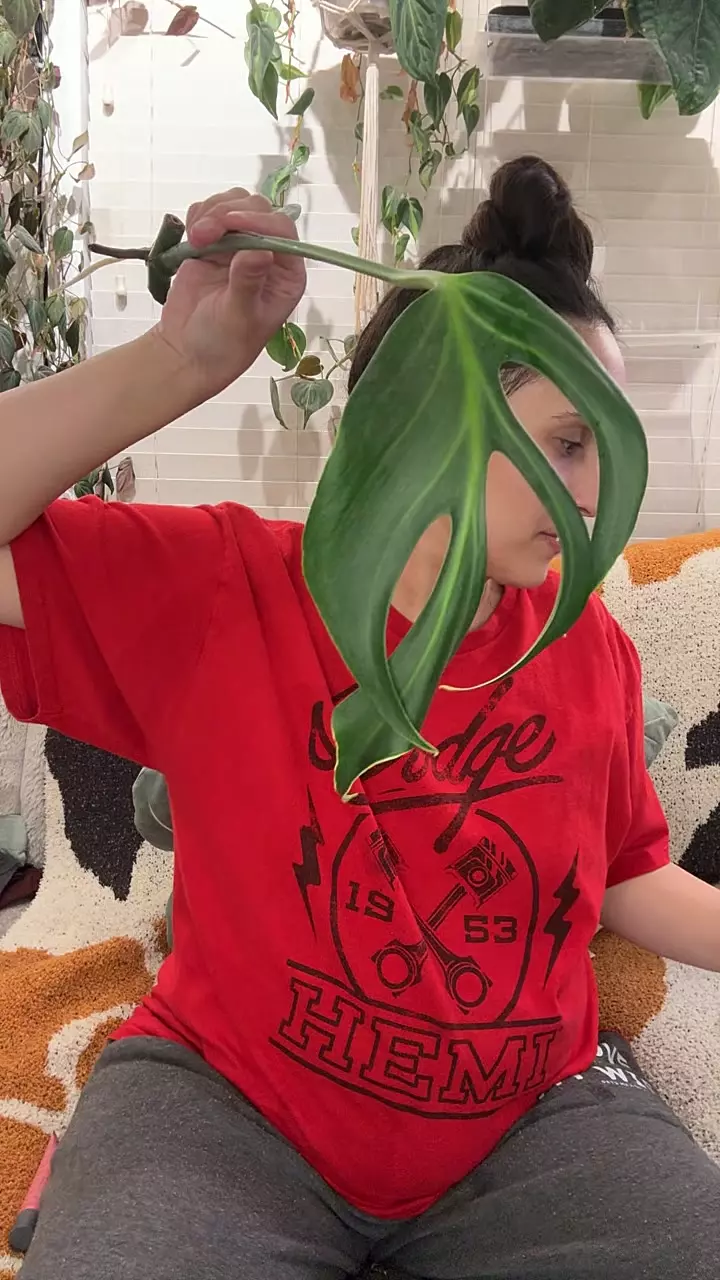 BMF rooted 2 thumbnail