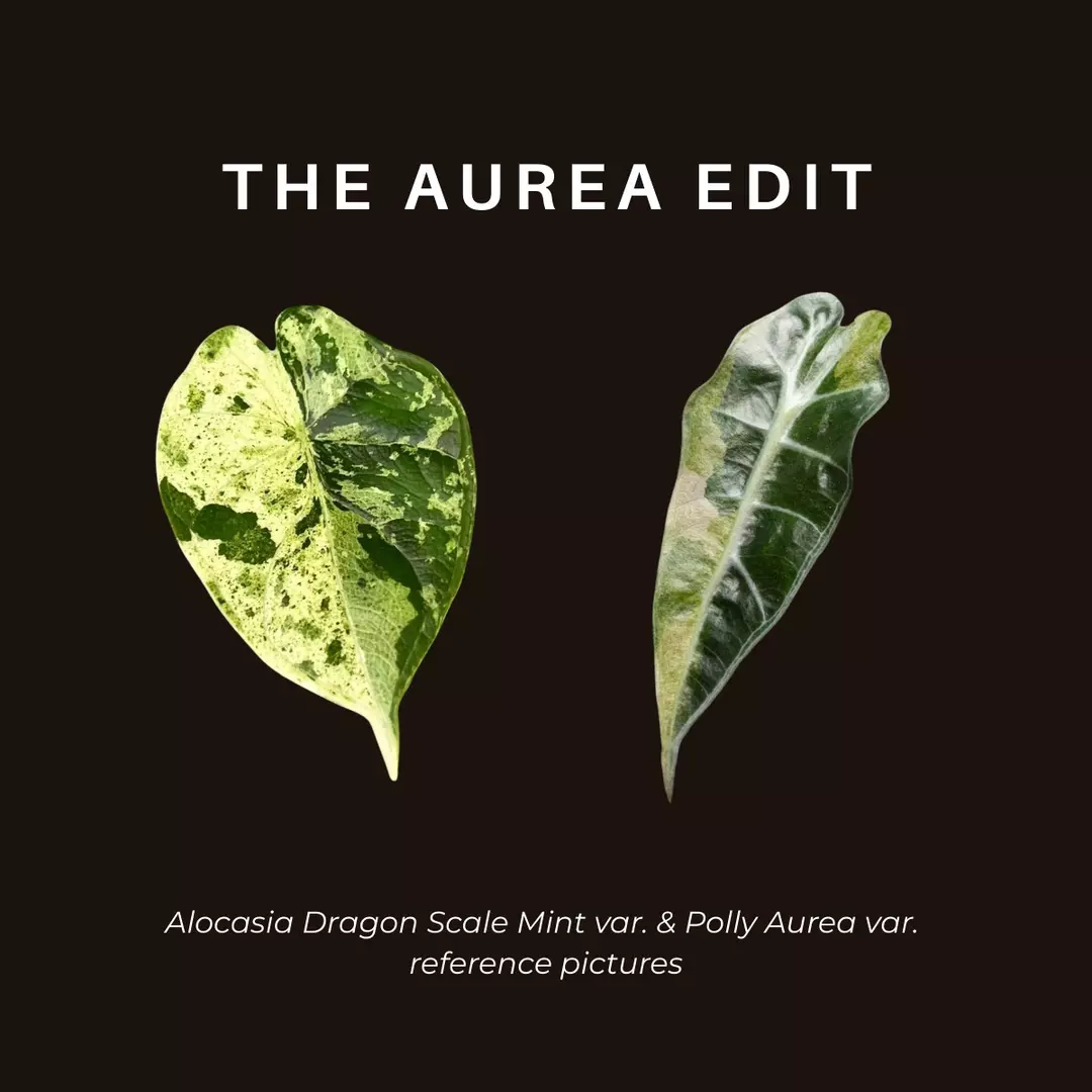 🌱The Aurea Edit (Alocasia TC Bundle) thumbnail