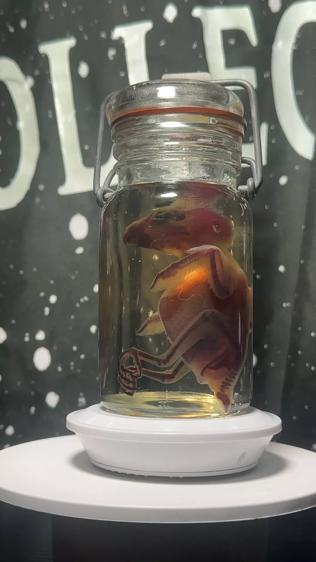 ethically sourced Diaphonized parakeet thumbnail