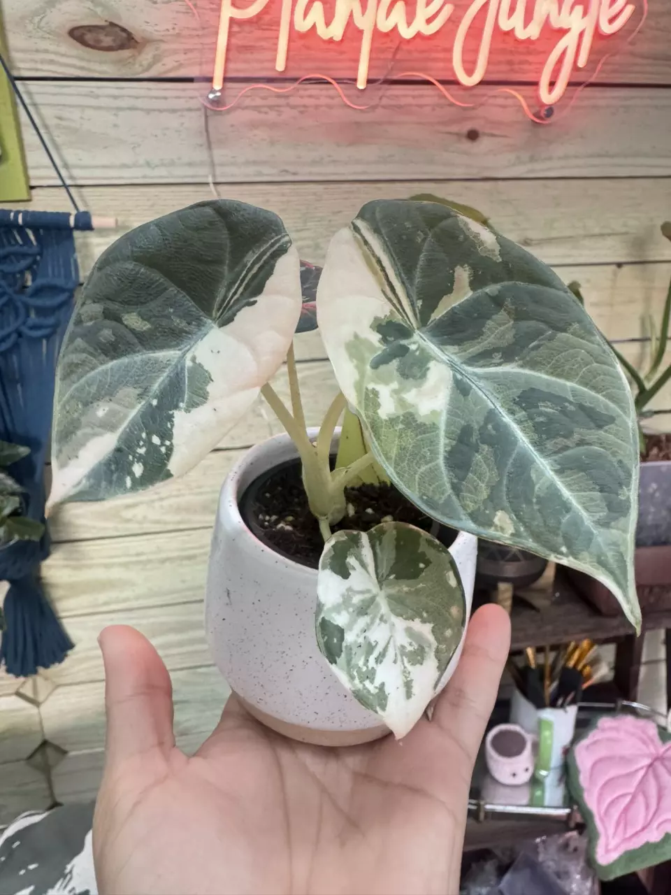 3353 Alocasia maharani albo var thumbnail