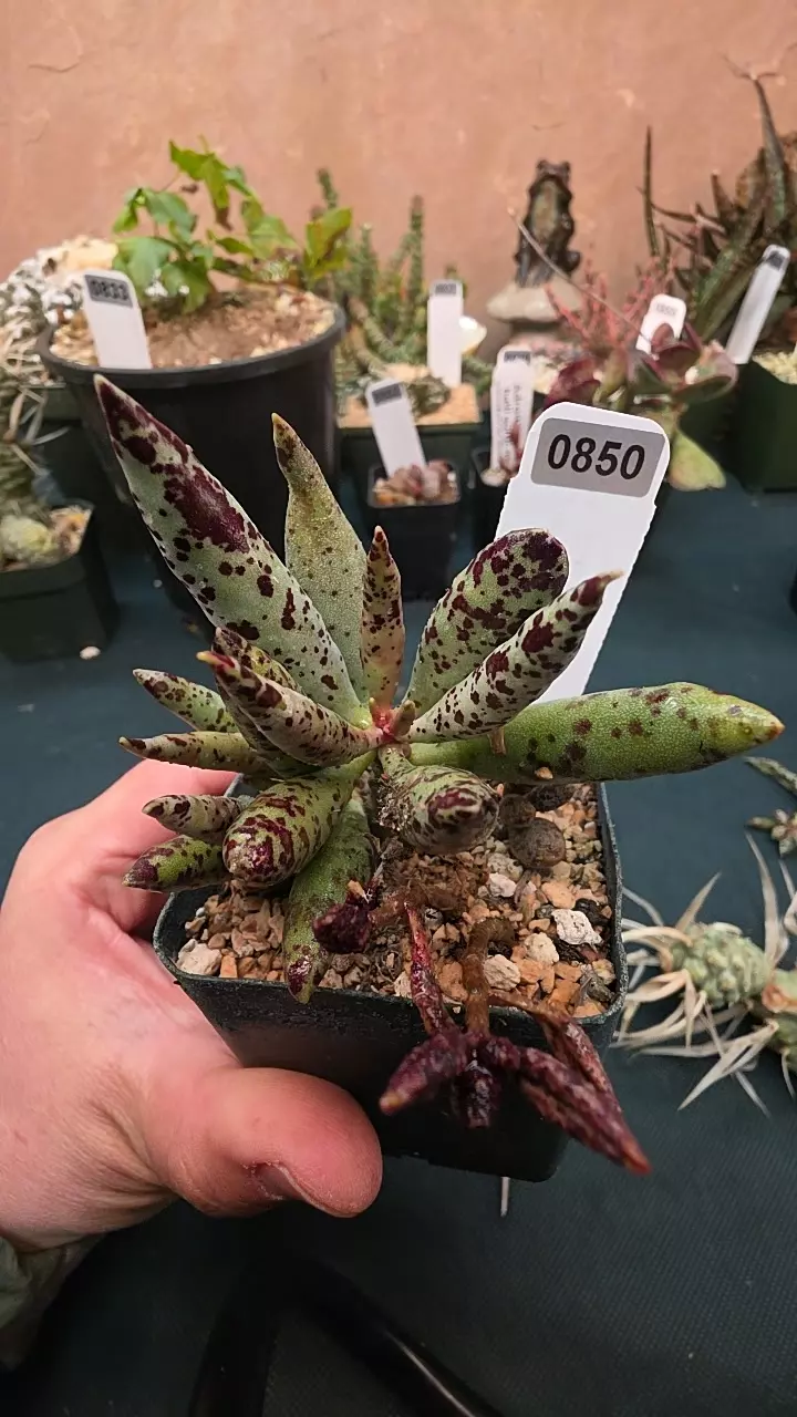 0850 Adromischus filicaulis single leaf cutting GC thumbnail