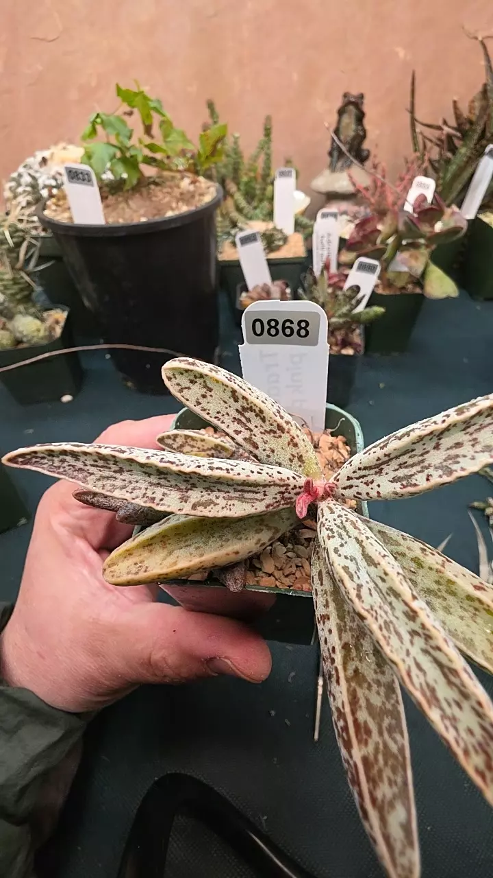 0868 Adromischus marianiae clanwilliam form gc single leaf thumbnail