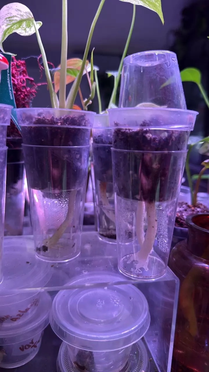 ADD-ON ONLY Self-Watering cup/wick thumbnail