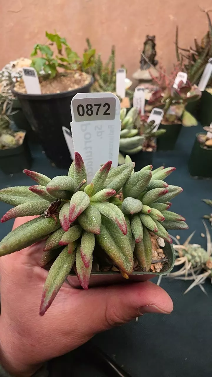 0872 Adromischus alveolatus GC single leaf cuttings thumbnail