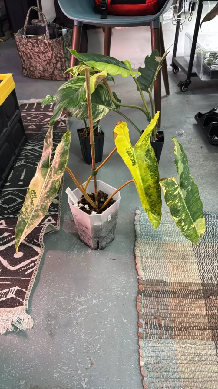 3636 Philo billitiae var large thumbnail