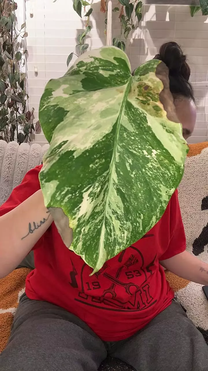 M3 White Tiger Albo Monstera - rooted w/ activated growth po thumbnail