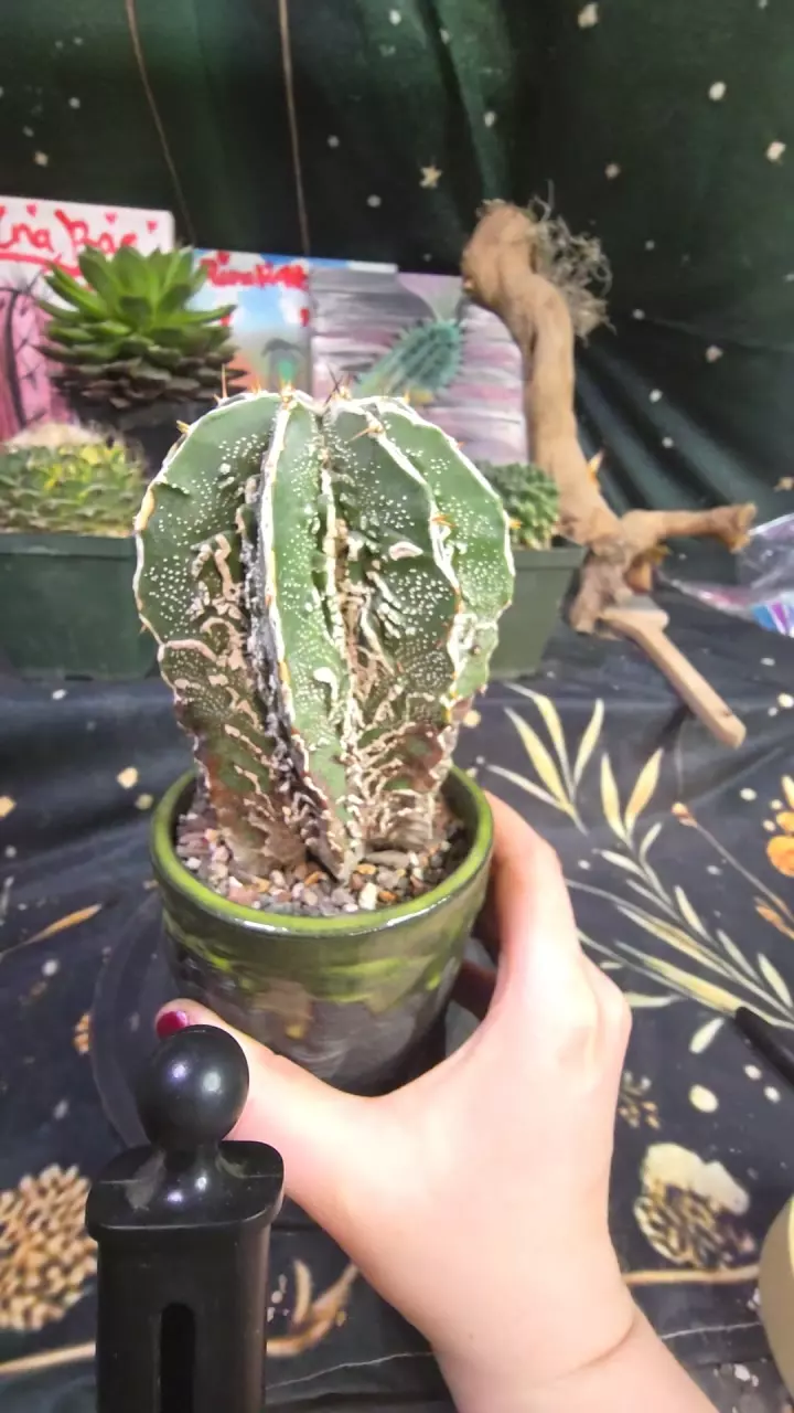 astro myrio ornatum fukuryu hania thumbnail