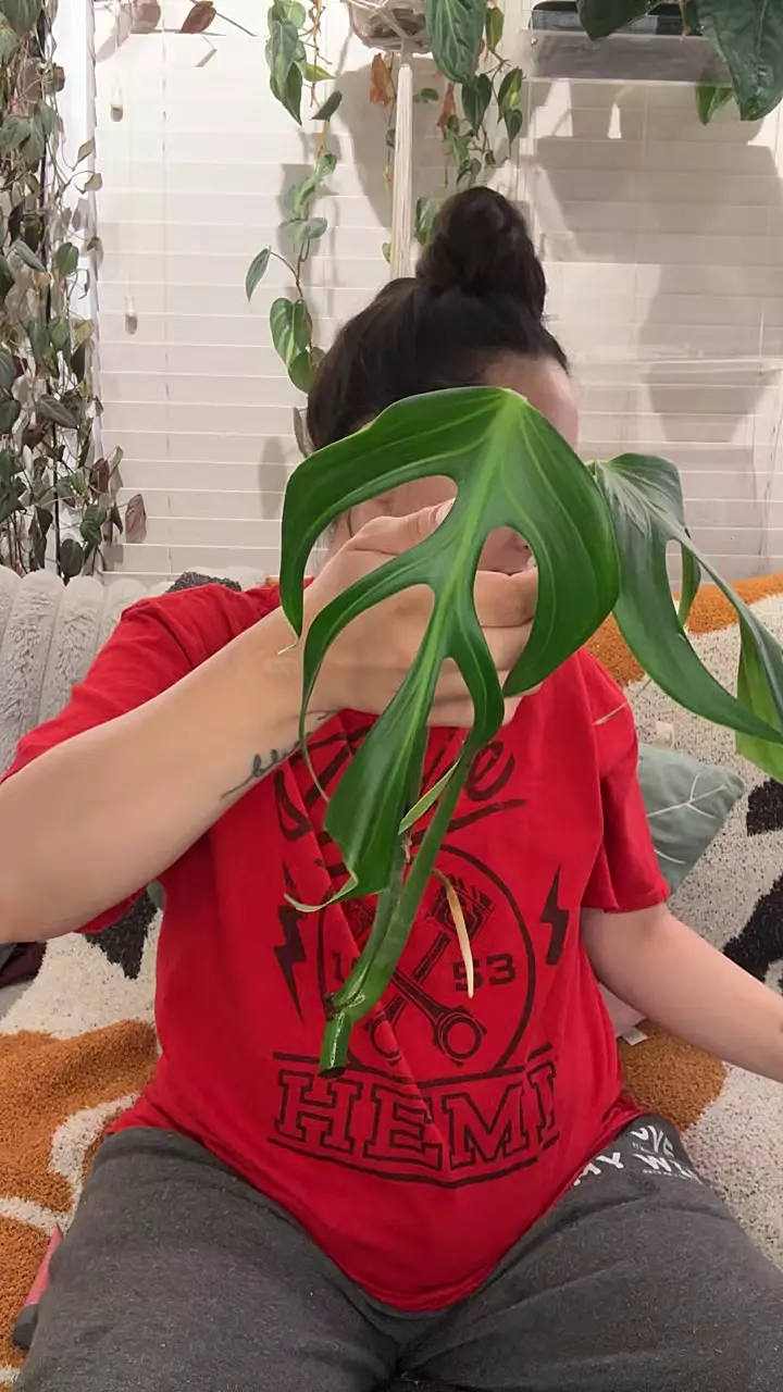 BMF Top Cutting rooted thumbnail