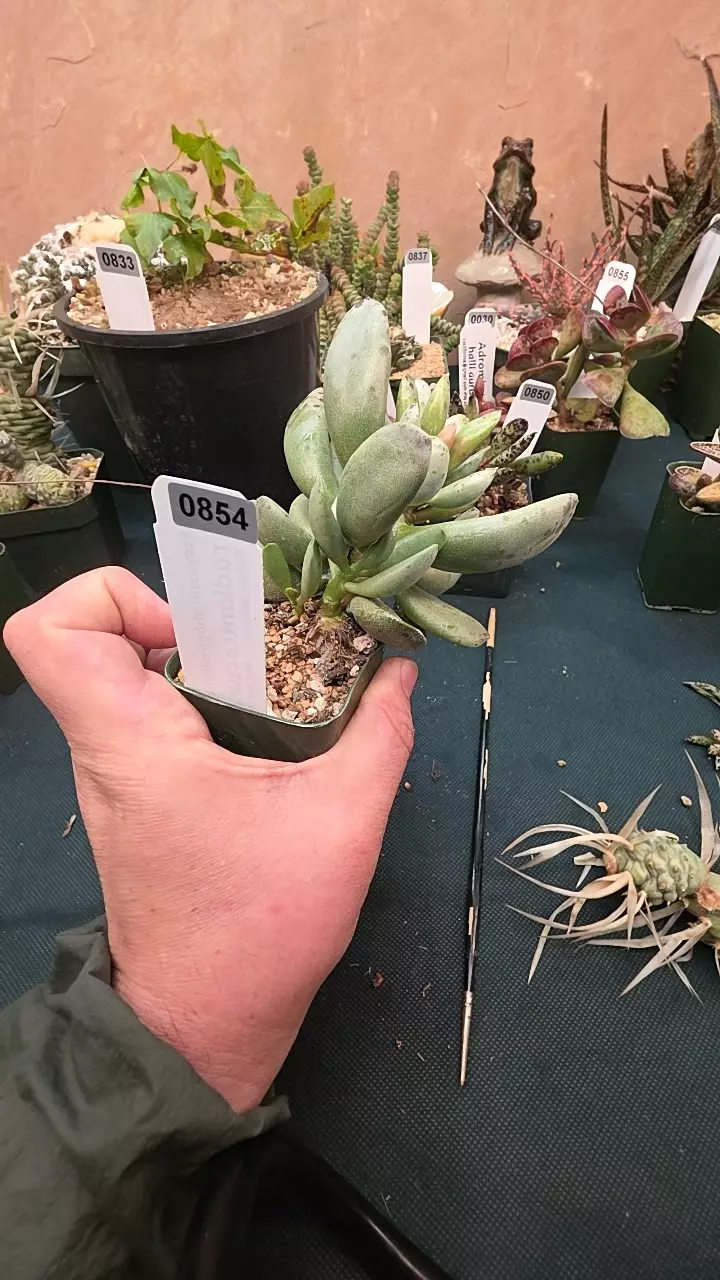 0854 Adromischus mammillaris single leaf cutting thumbnail