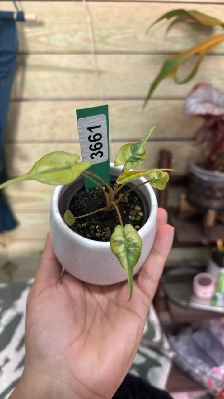 3661 Alocasia stingray aurea high color thumbnail