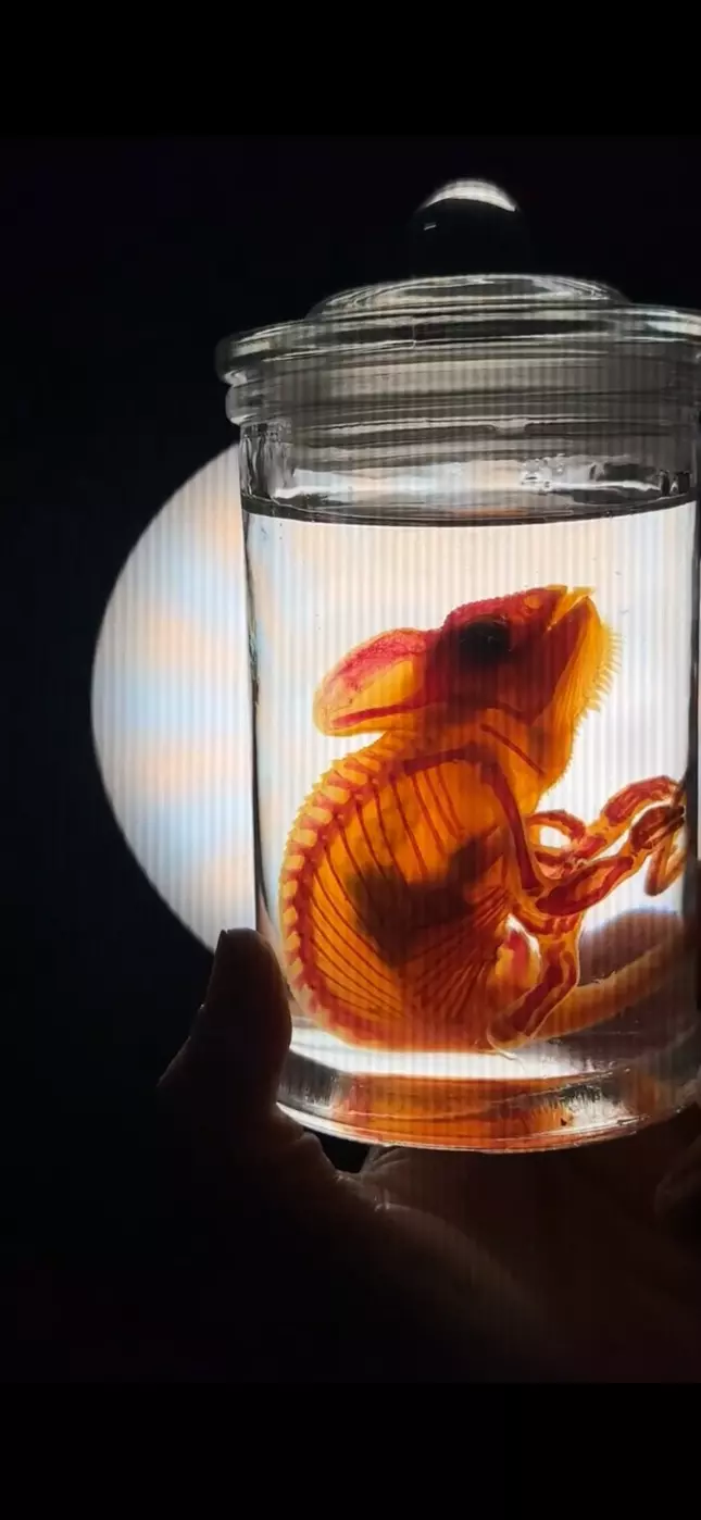 Ethically Sourced Diaphonized Veiled Chameleon thumbnail