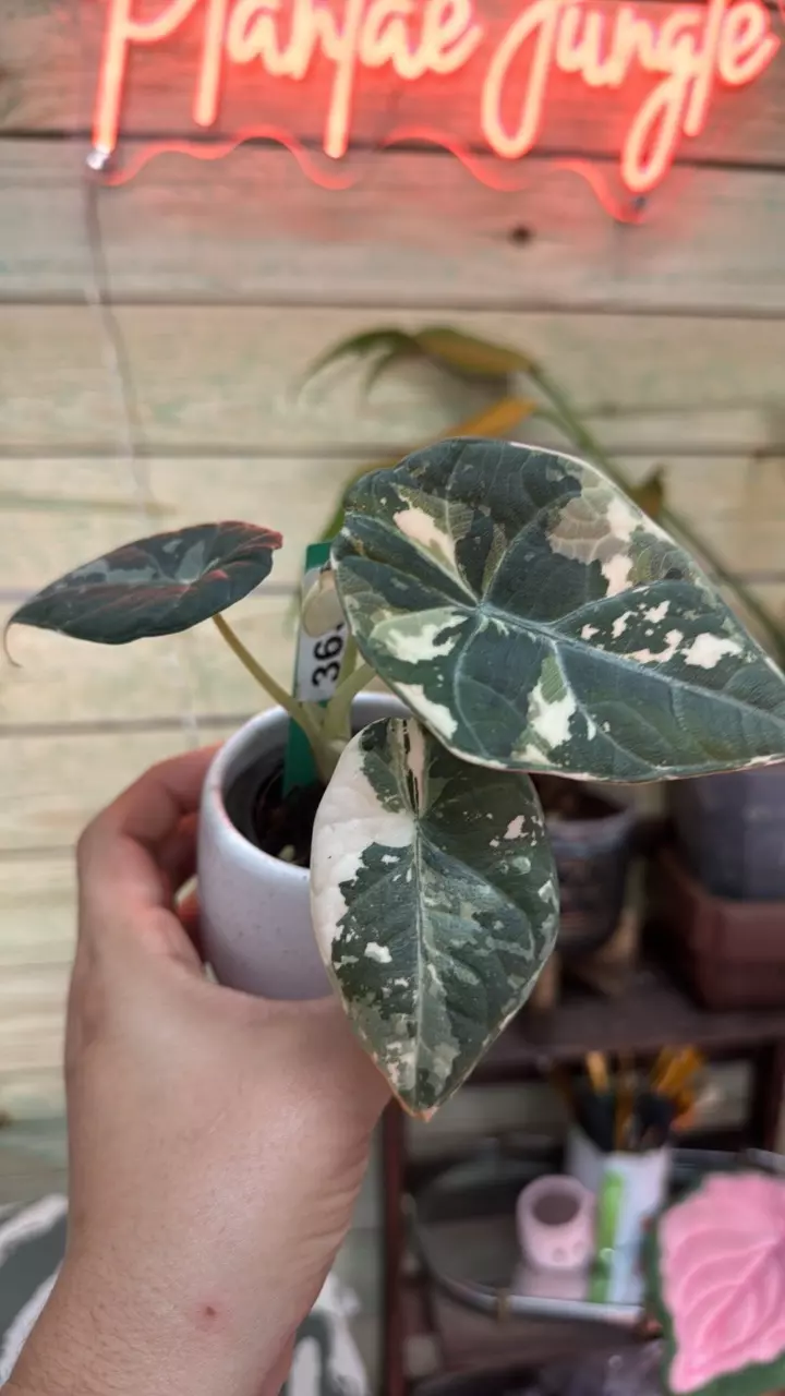 3637 Alocasia maharani albo var thumbnail