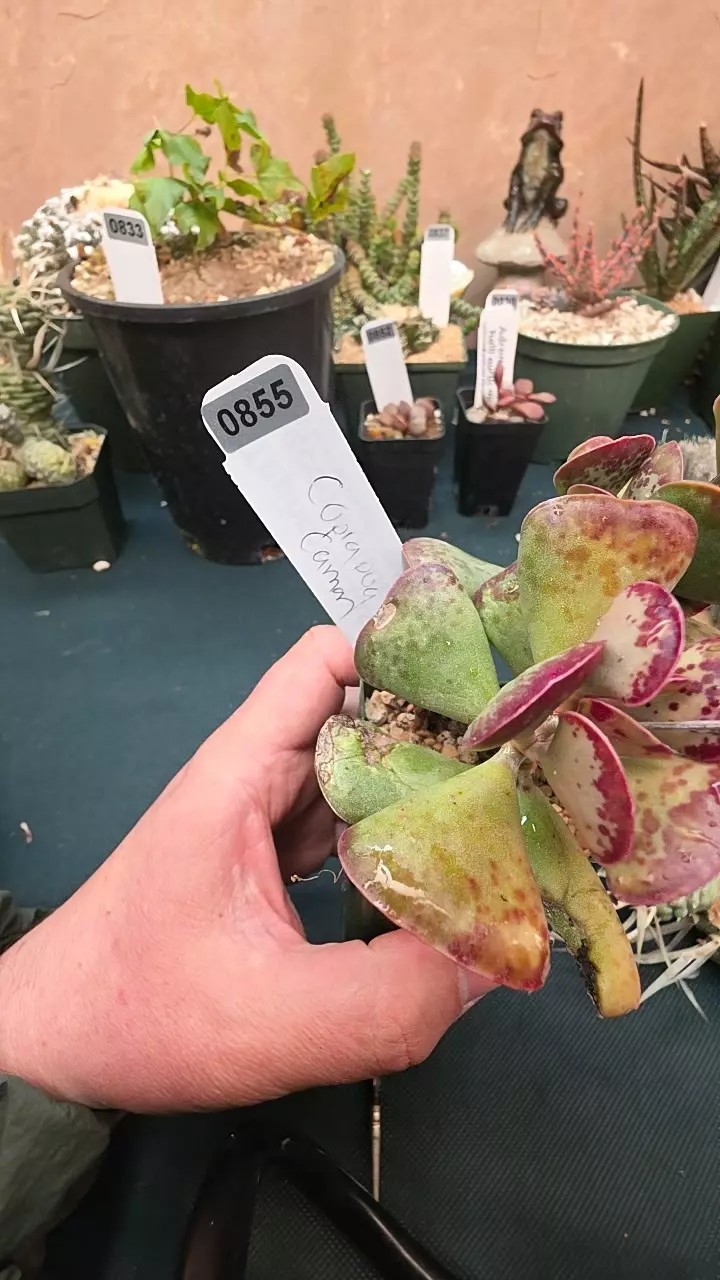 0855 Adromischus triflorus calico hearts single leaf GC thumbnail