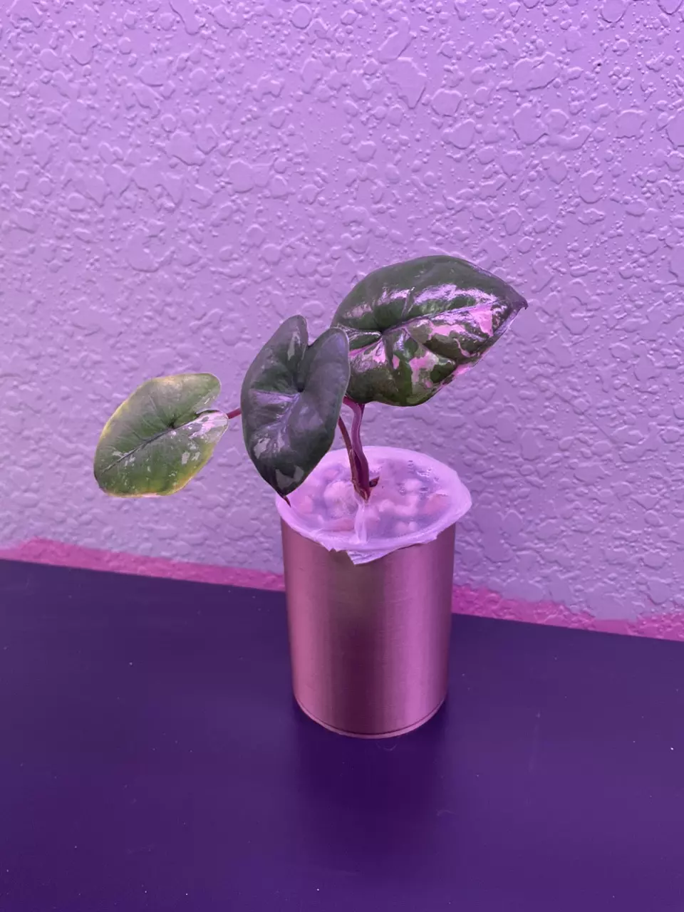 834 Pink Plumbea pup thumbnail