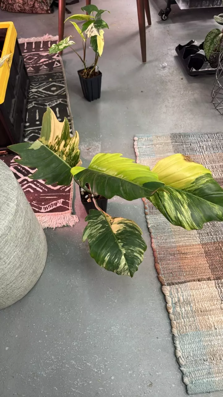 3672 Philo Caramel marble large thumbnail