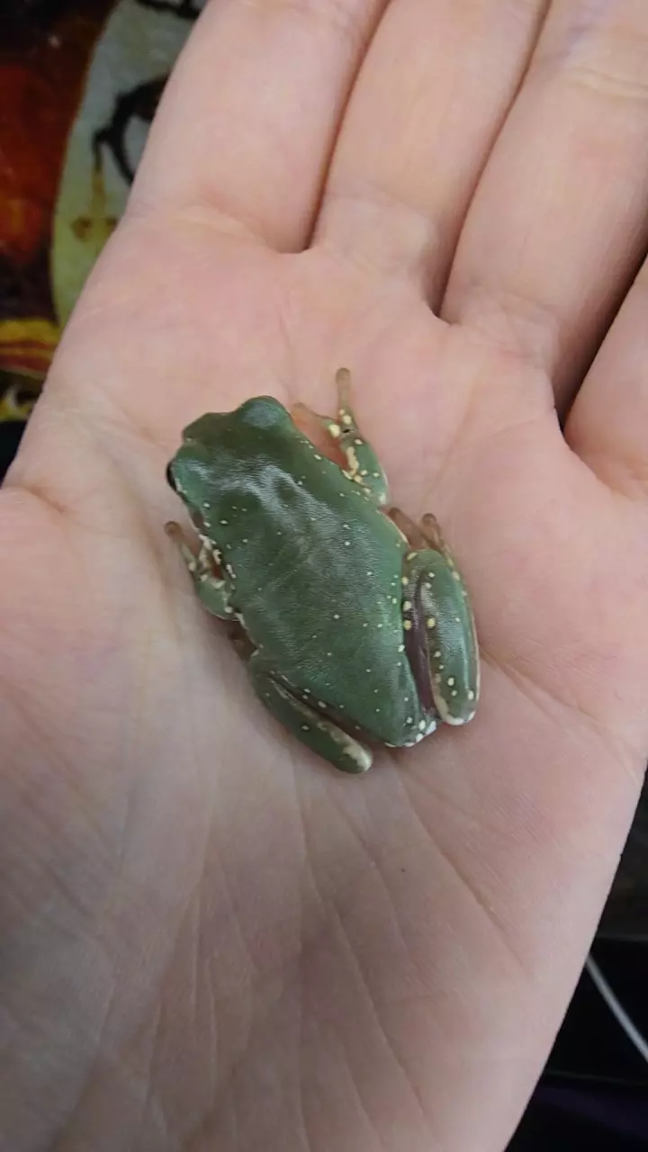 "Nesquik" Squall baby thumbnail