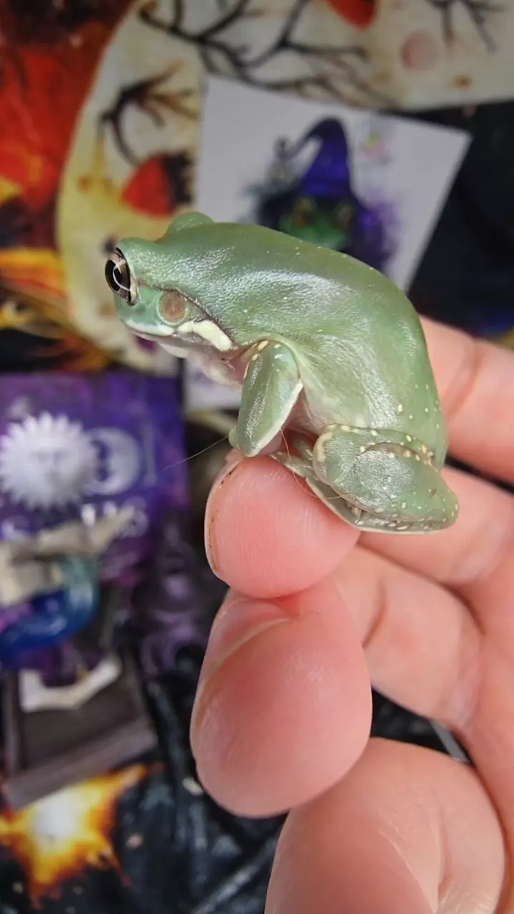 "Ramekin" squall baby thumbnail