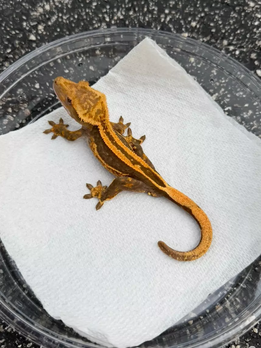 Tangerine Super Stripe Soft Scale Male (C25-114) thumbnail