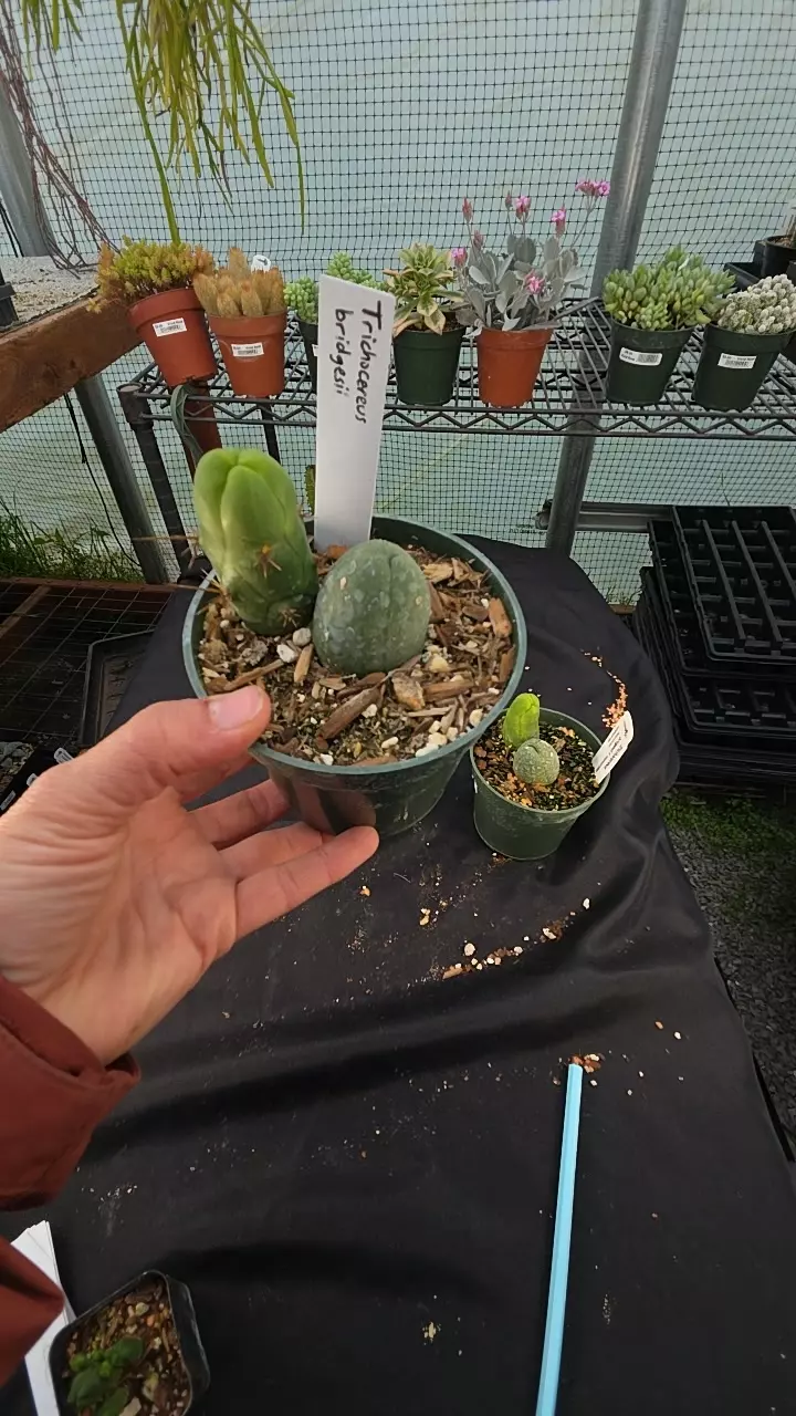 Trichocereus bridgesii 'Peen Cactus' 4" thumbnail