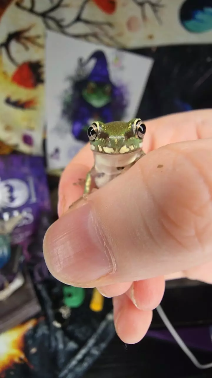 "Sesame" squall thumbnail