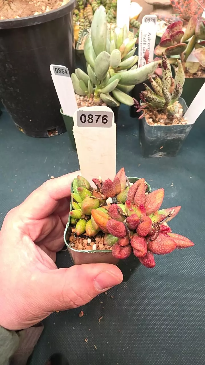 0876 Adrmischus alveolatus red form single leaf cutting GC thumbnail