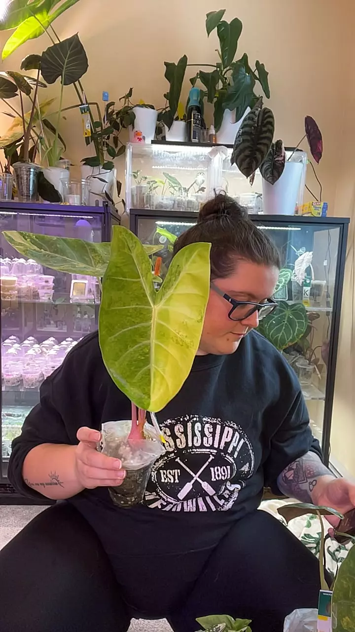 PD Aurea corm thumbnail