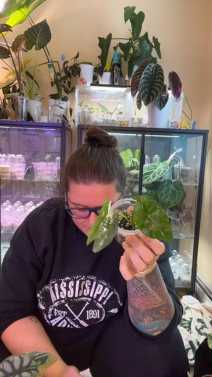 Simpo Albo pup thumbnail