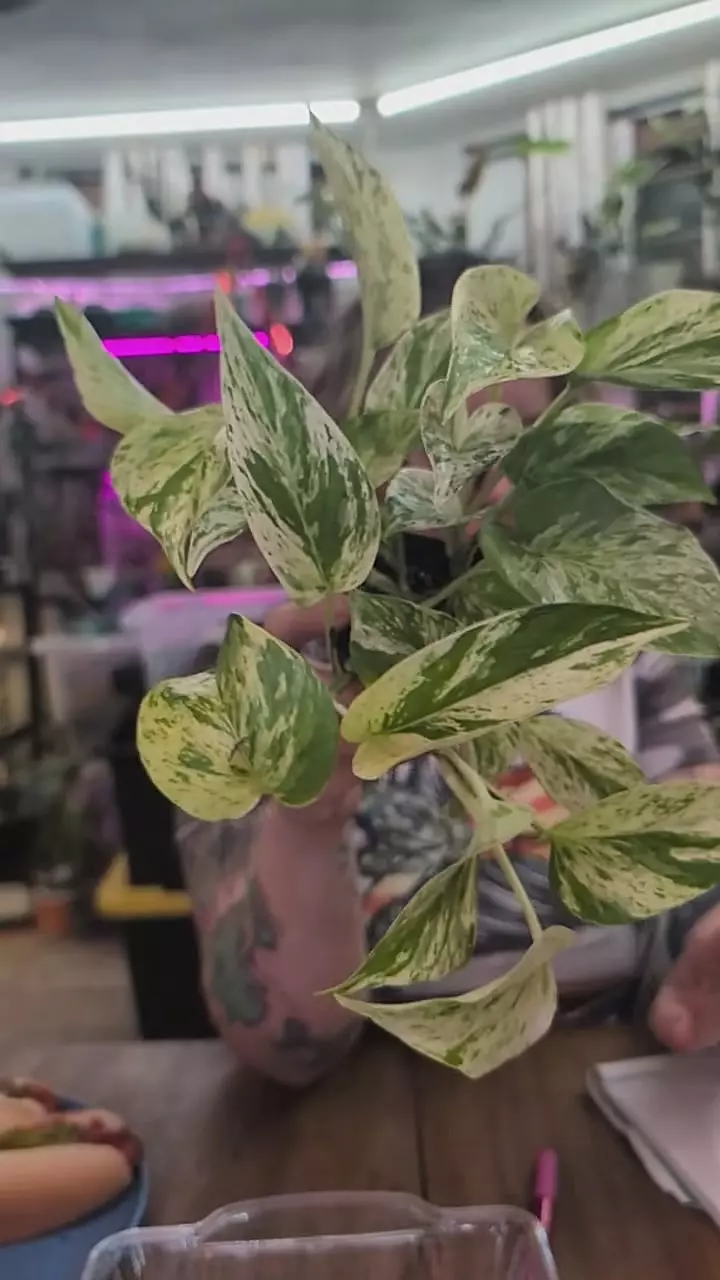 marble queen pothos thumbnail