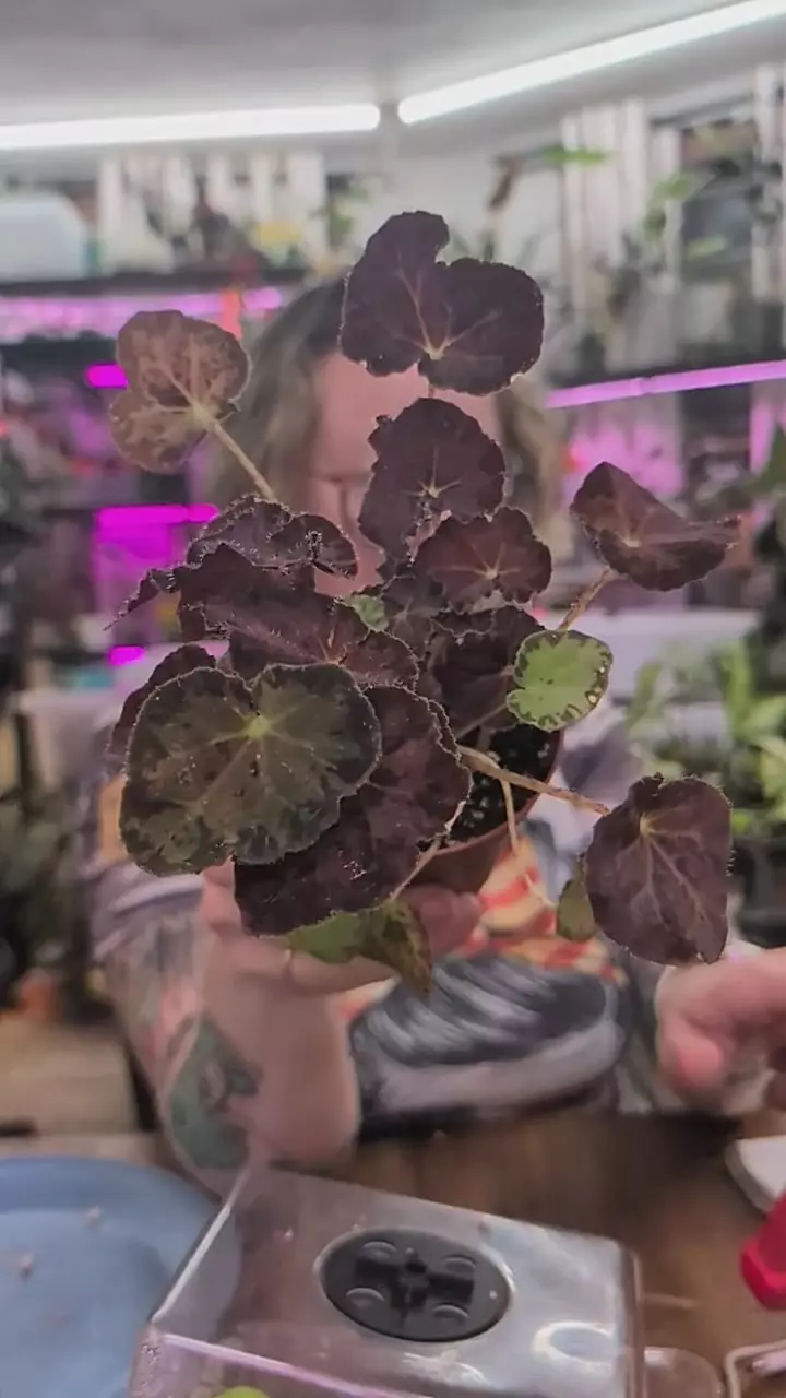 begonia madame oreilly thumbnail