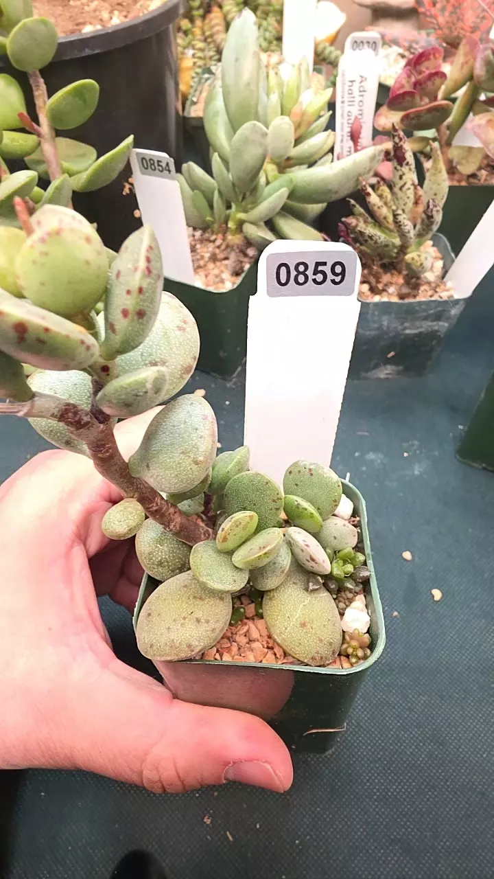 0859 Adromischus montium-klinhardtii red dot thumbnail