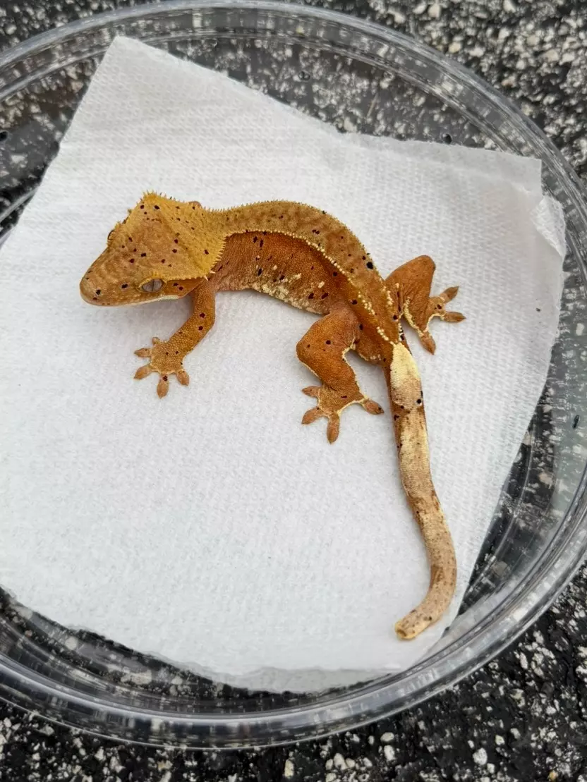 Red/ Red Spot Super Dalmatian White Out Male (C25-92) thumbnail