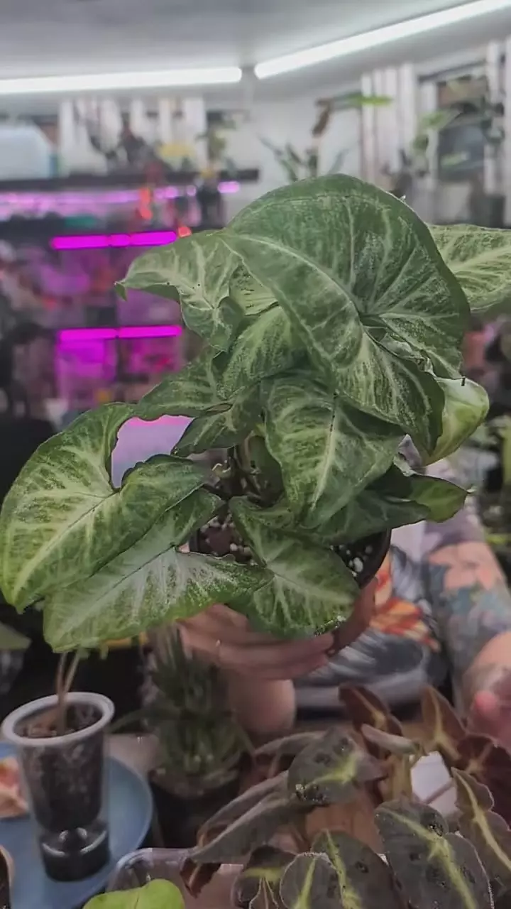 syngonium batik thumbnail