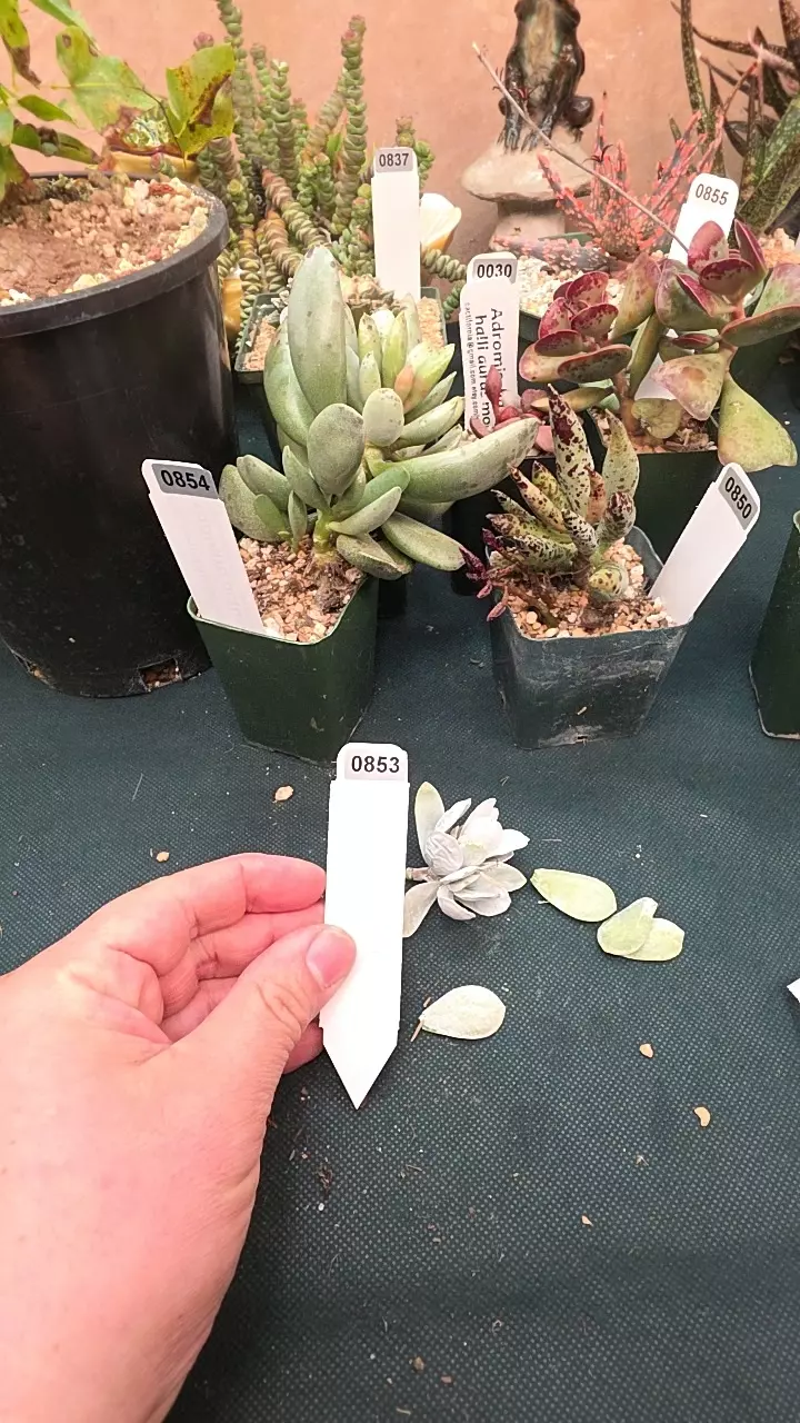 0853 Adromischus luecophyllus single leaf cuttings GC thumbnail