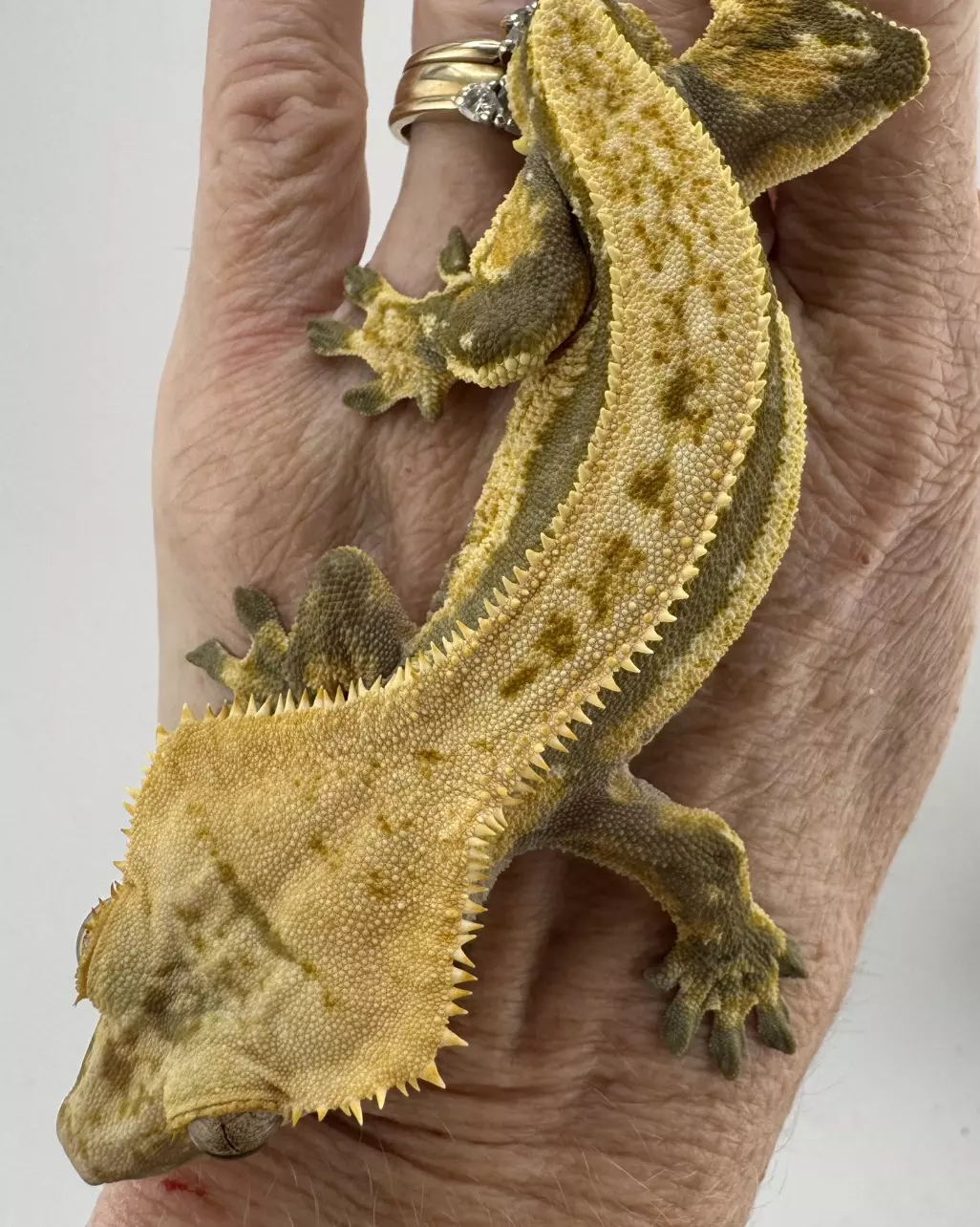 Overdrive 30g Male Super Stripe AJD Reptiles thumbnail