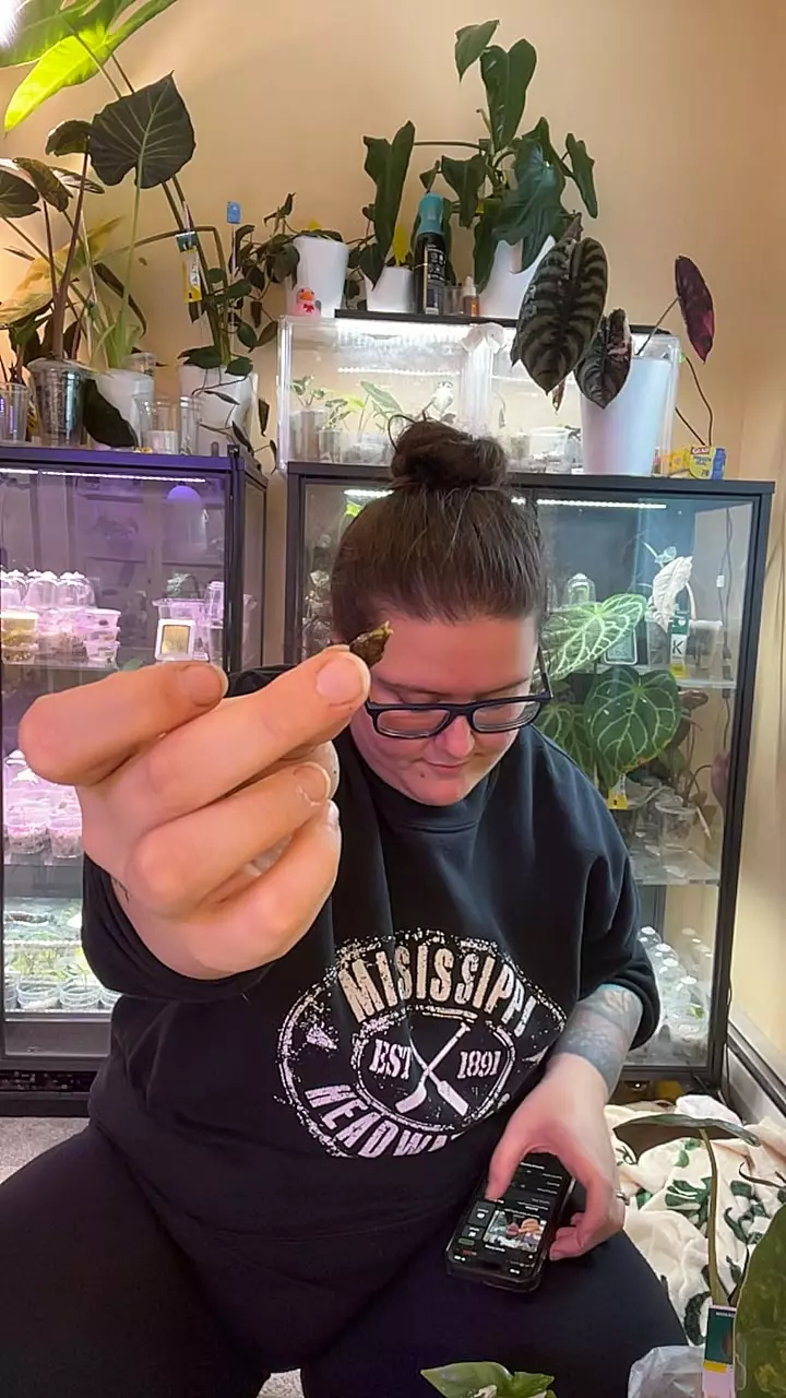 gageana Aurea corm thumbnail