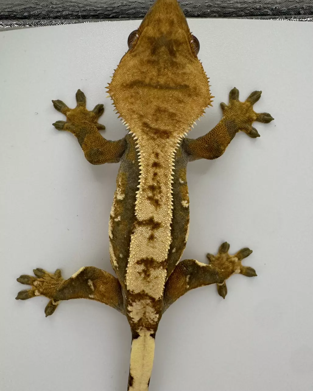 Bees Knees & Sanctamonious Pirate NPV Morph Menagerie 27g thumbnail