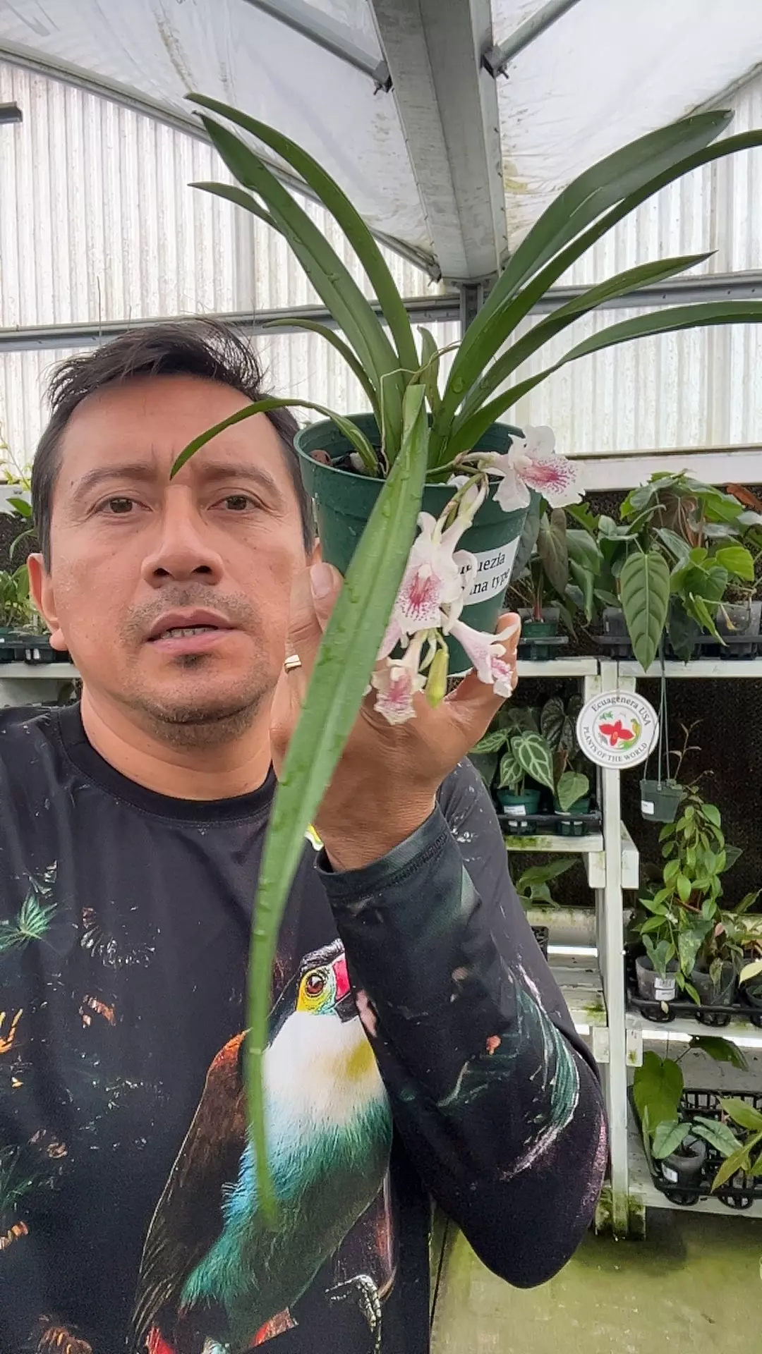 OQ014 Rodriguezia satipoana type thumbnail