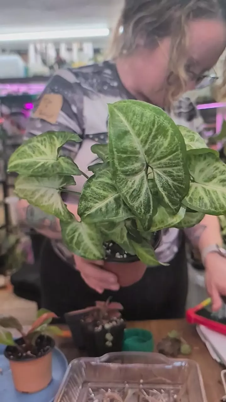 syngonium batik thumbnail