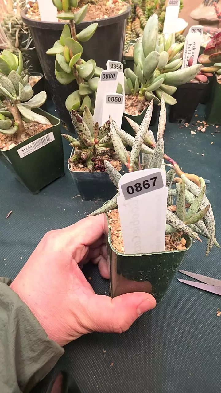 0867 Adromischus filicaulis grayish form single leaf cutting thumbnail