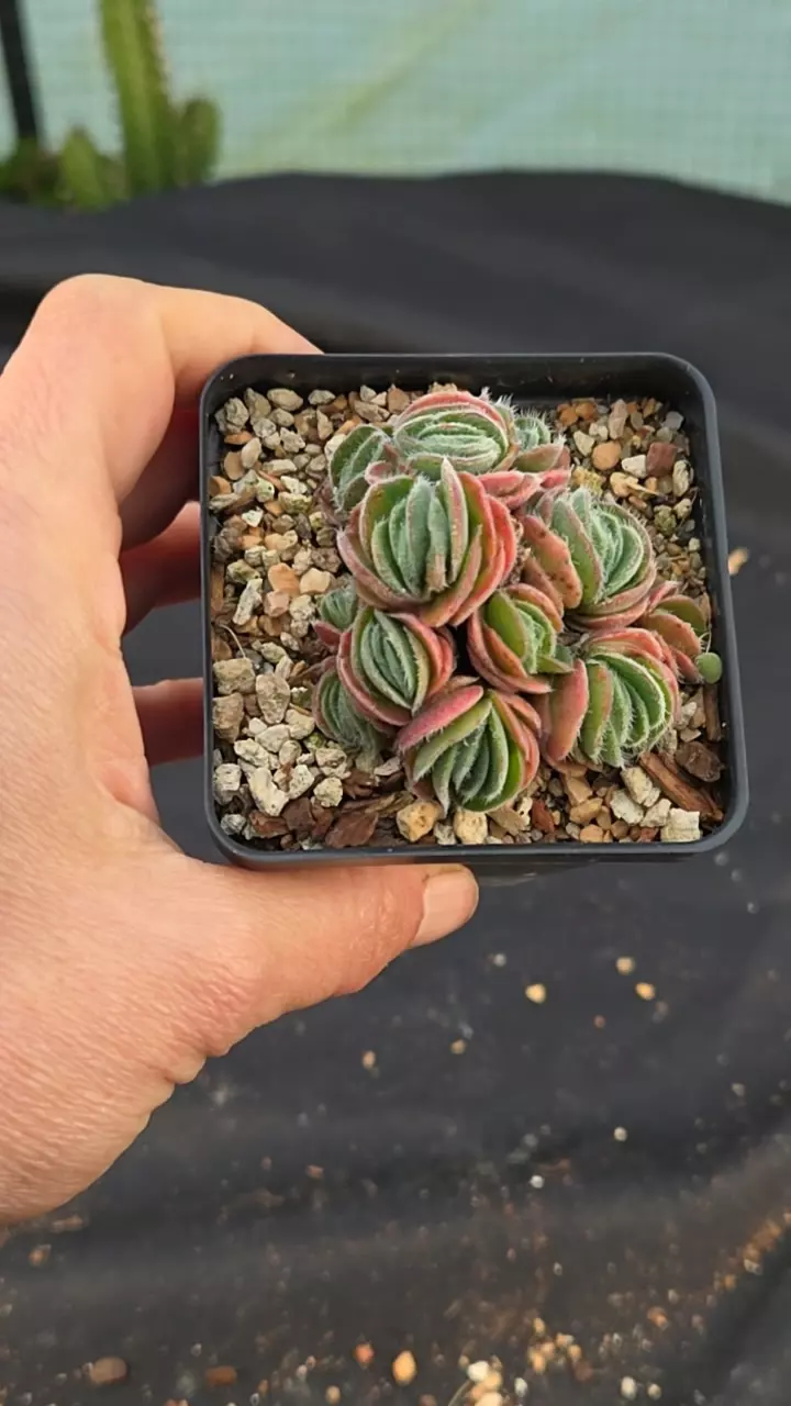 Crassula tomentosa 2.5" thumbnail