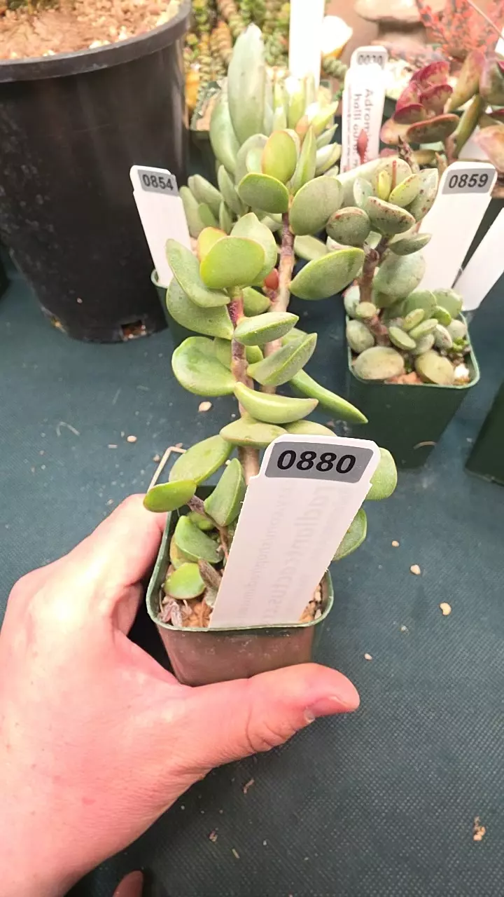 0880 Adromischus montium-klinghardtii single leaf gc cutti g thumbnail