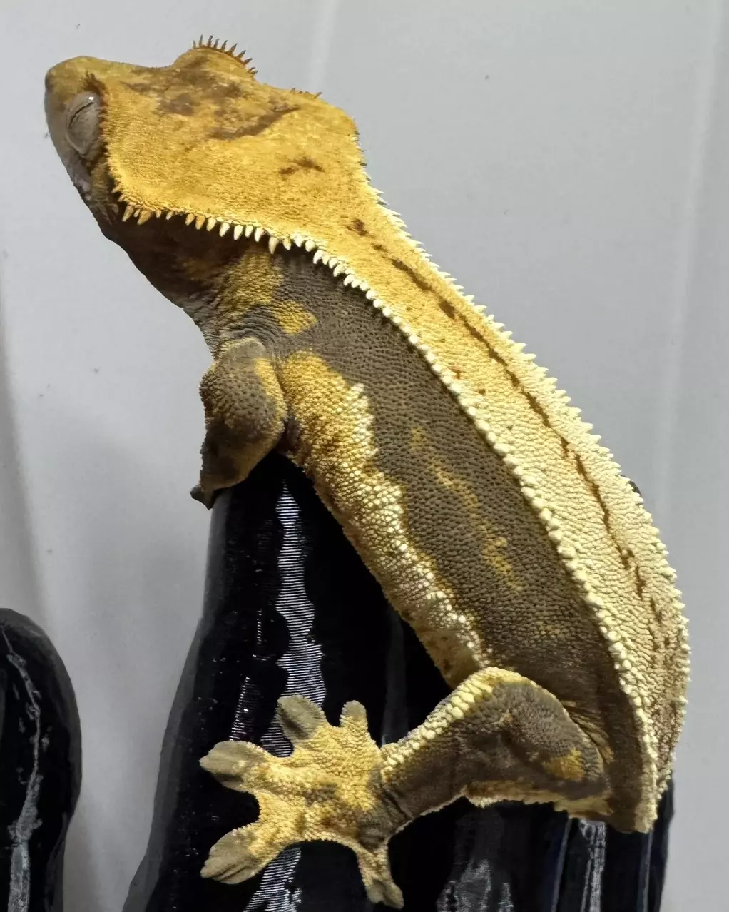 AJD Female Super Stripe 37g thumbnail