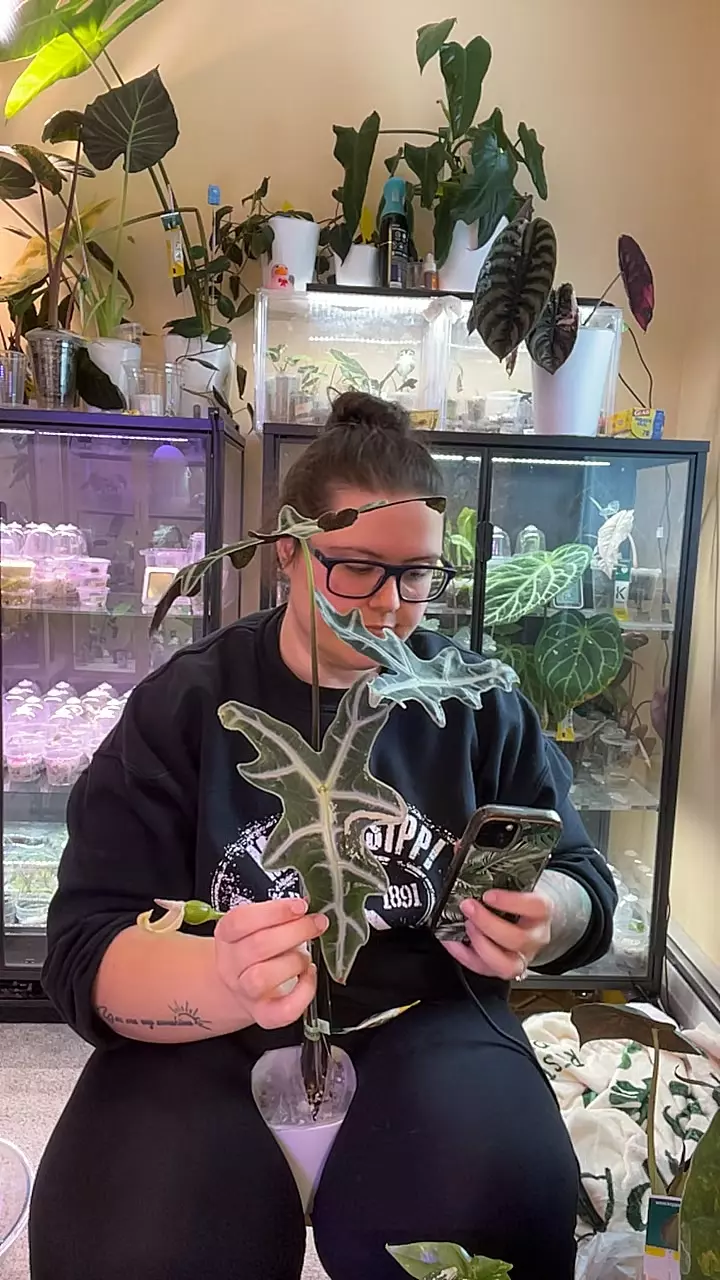 low var pink Nobilis corm thumbnail